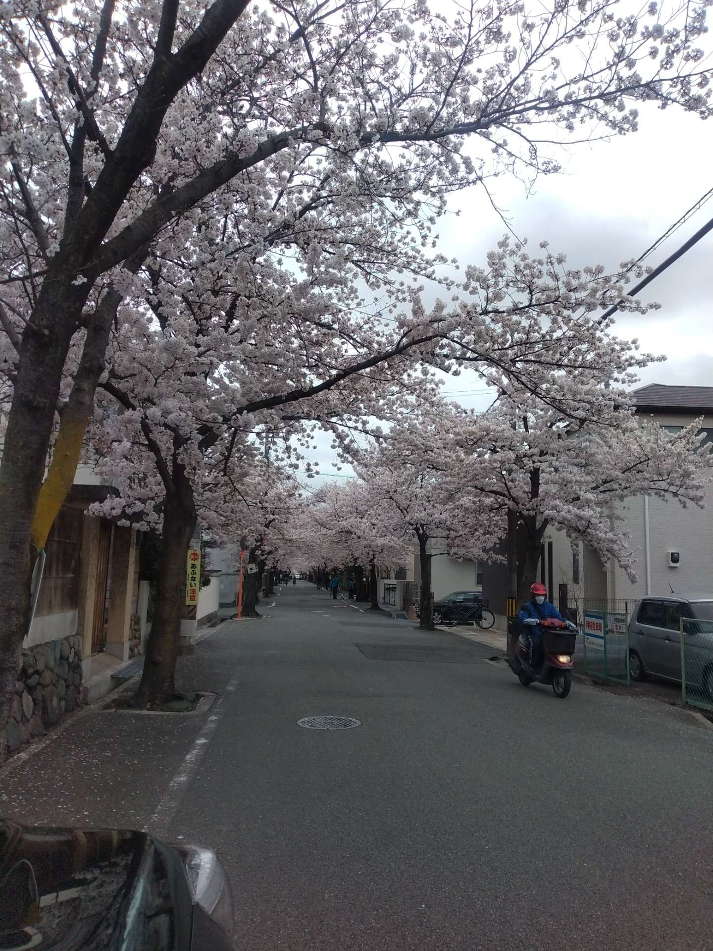 春陽気　桜満開　最高の季節